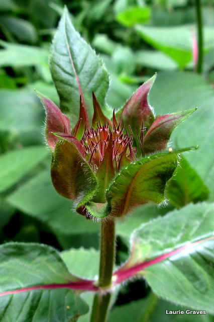 Bee balm with a touch of color
