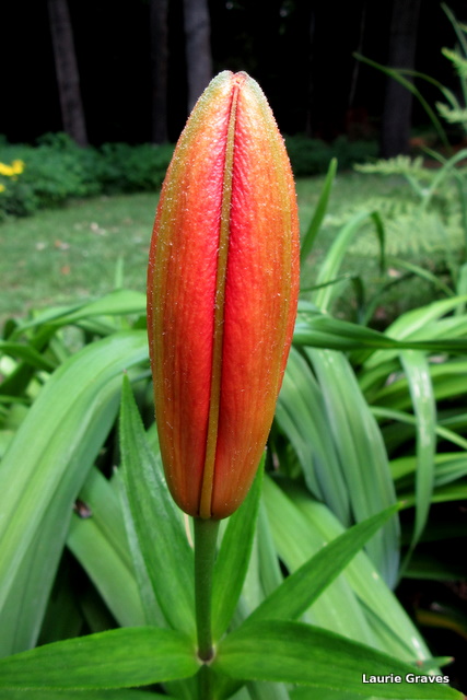 A sole survivor of skunks and lily beetles 