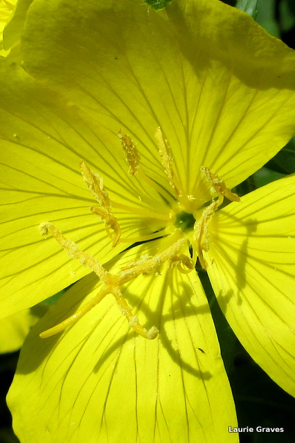 Up close with an evening primrose